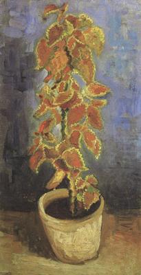 Coleus Plant in a Flowerpot (nn04), Vincent Van Gogh